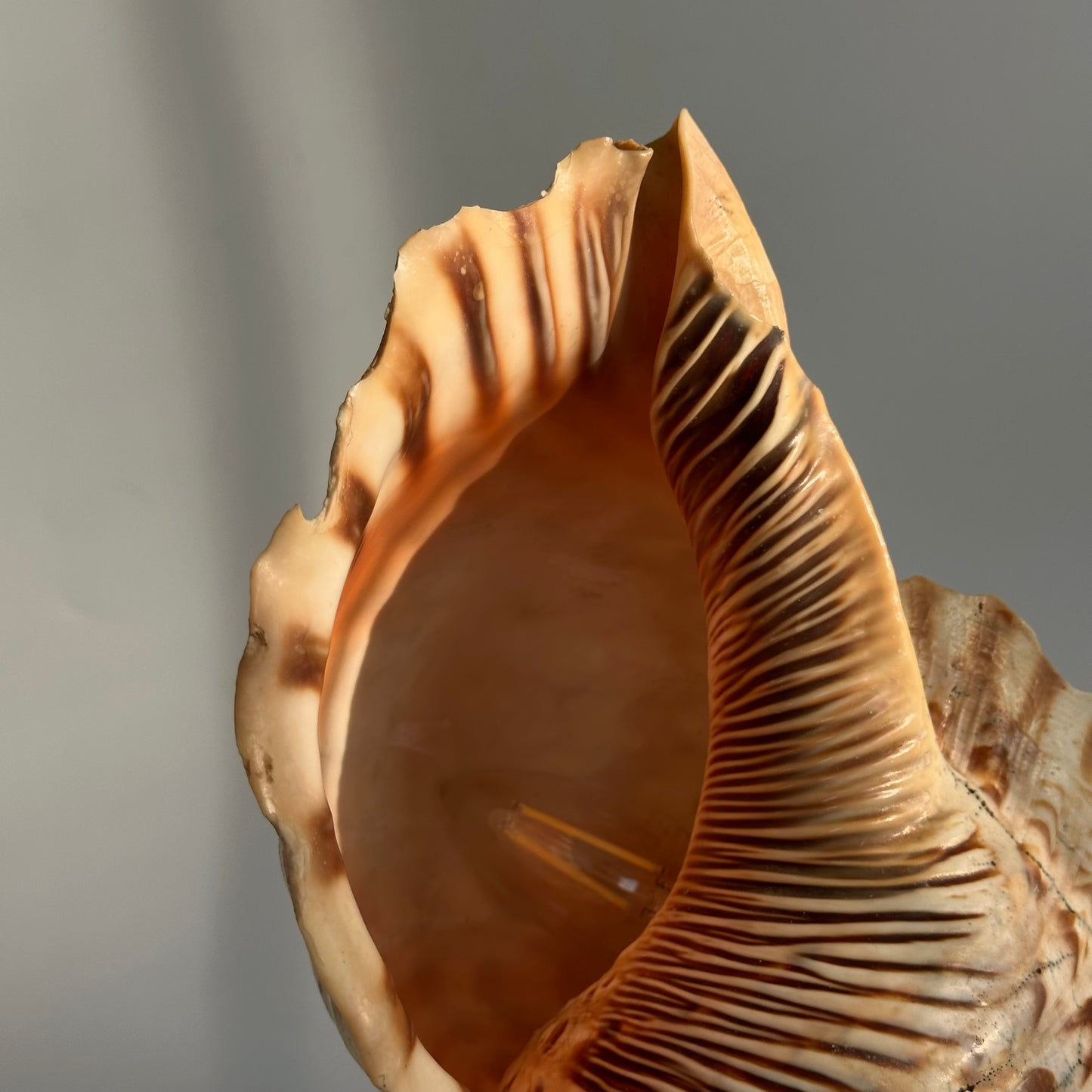 Vintage Handcrafted Triton Conch Lamp on Brass and Wood Base
