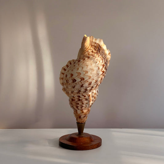 Vintage Handcrafted Triton Conch Lamp on Brass and Wood Base